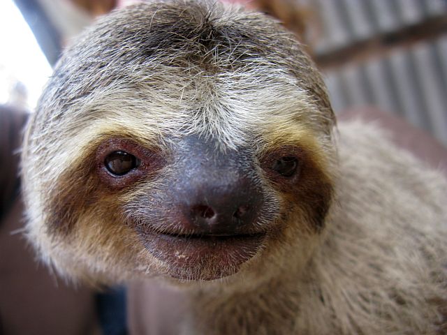 Sloths on Amazon Riders Jungle Tours